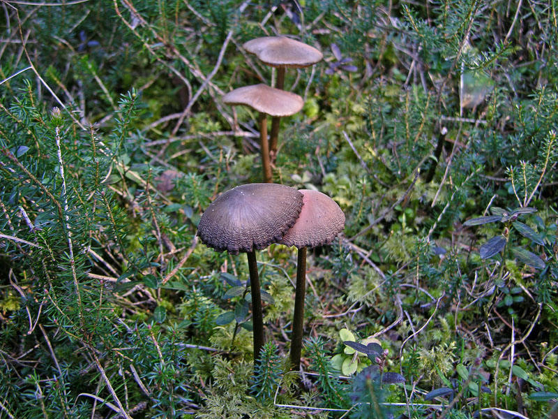 Qualcosa si muove...